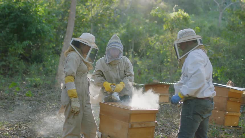 Three beekeepers work together with beehive near woods on sunny day