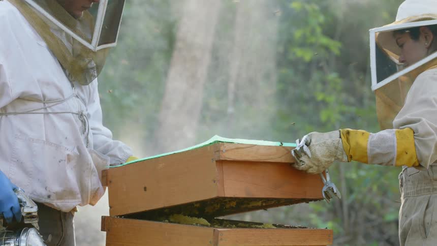 Beekeepers lift the honey comb from the apiary