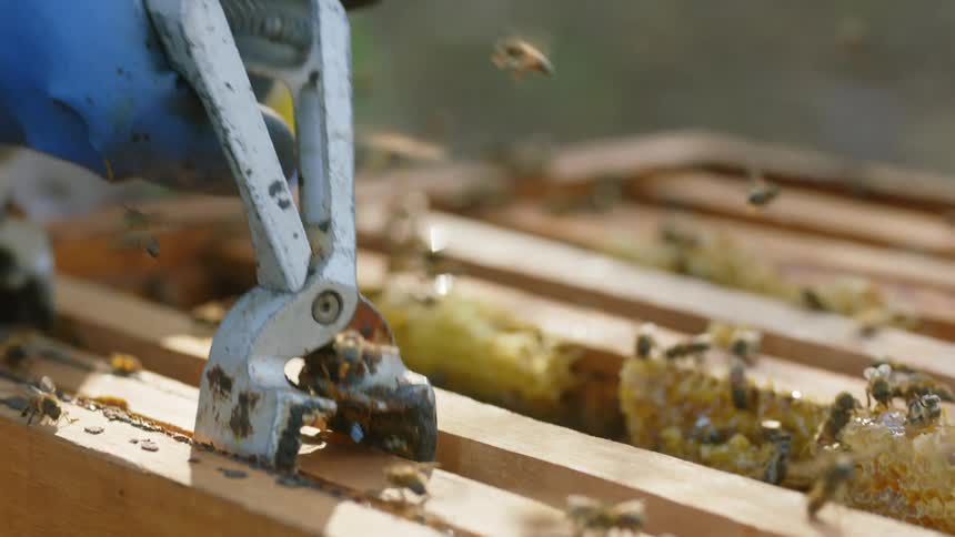 A beekeeper lifts a comb from the box