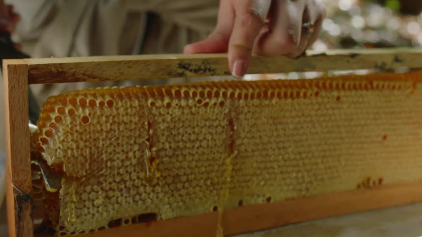 Close up of beekeeper cutting a chunk of honeycomb from the hive