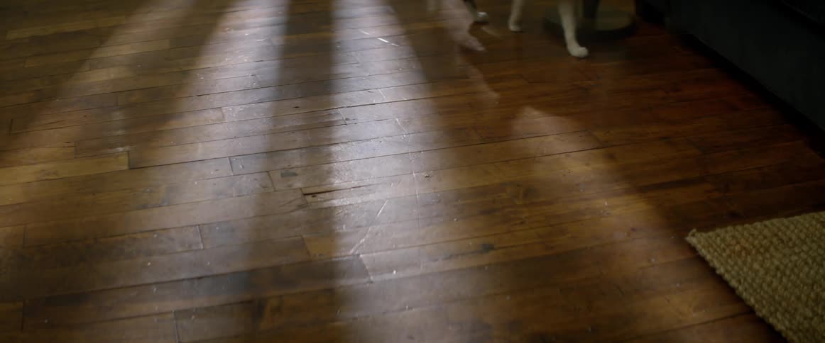 A cat walks across a wooden floor