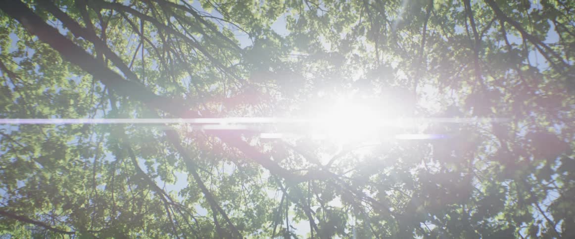 The sun is shining through the branches above