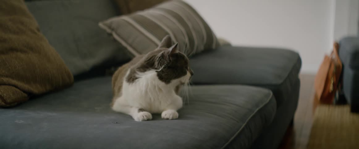 A cat is laying on a couch