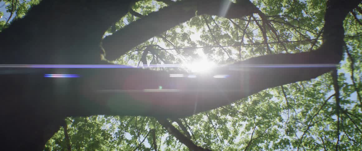 Close up of tree branches with the sun peeking in from above
