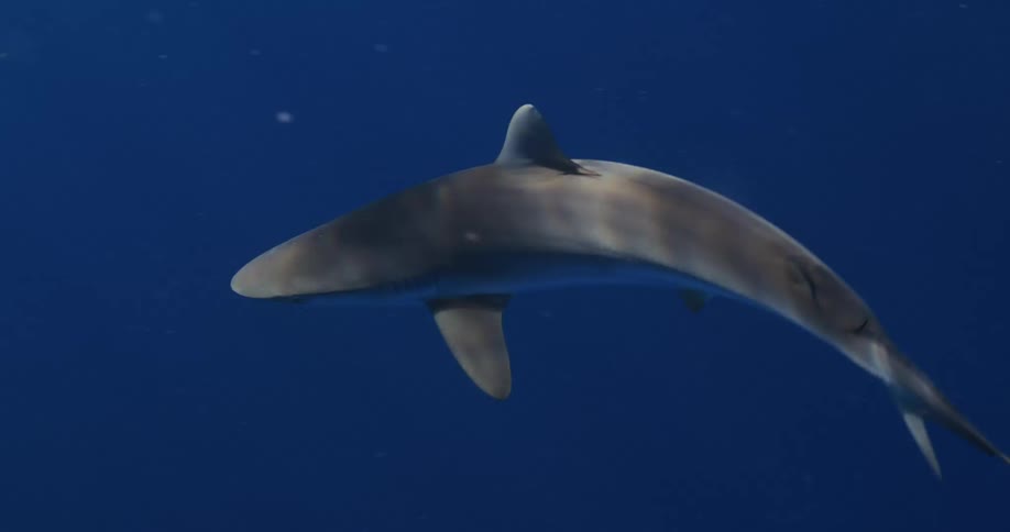 A shark swimming in blue water with sunlight shimmering on its skin