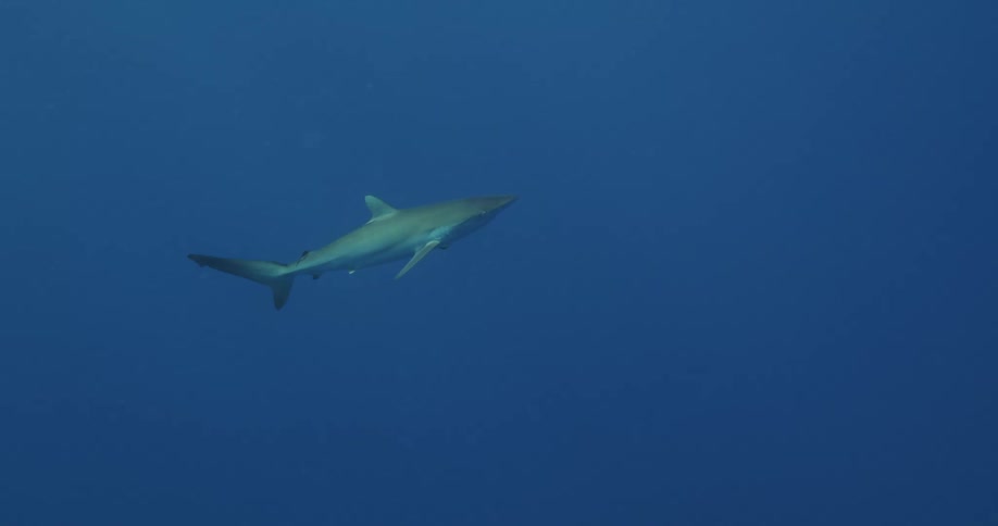 A shark swimming under water