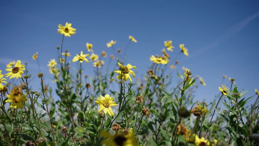 Several yellow flowers are blossoming under a brilliant blue sky