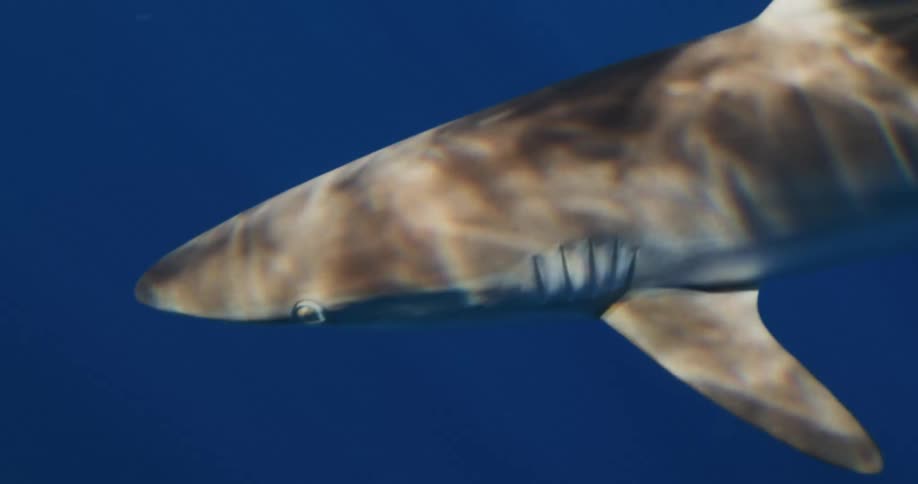 Shark swims underwater