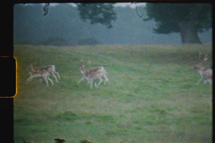 A herd of animals run across the field