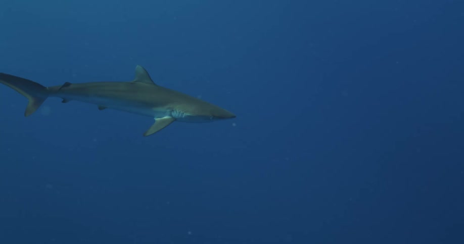 A shark is swimming underwater as the sunlight from above reflects light on the water