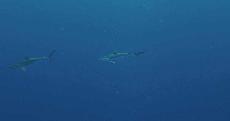 Underwater footage of sharks swimming on the deep blue ocean sea