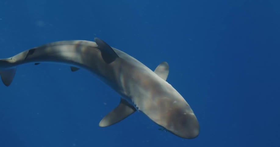 A shark is swimming as the sunlight from above reflects light on the water