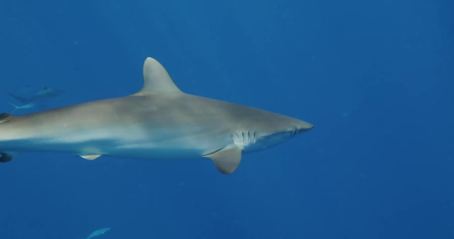 A shark is swimming underwater and there are others in the distance as the sunlight from above reflects light on the water