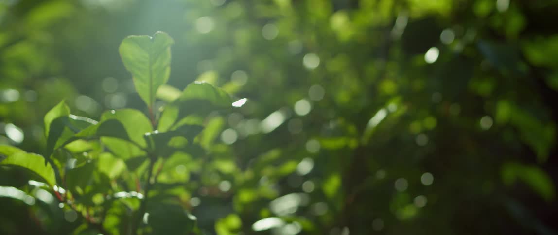 Sunlight reflecting over the green leafs of plants outdoors