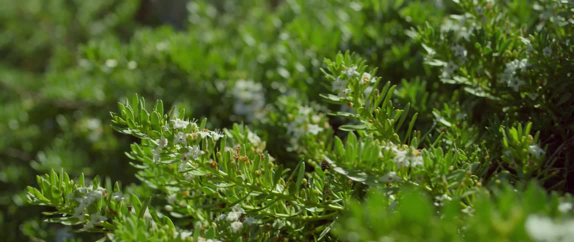 Bees fly around a plant with little white flowers