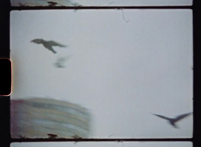 Flock of birds flies over streetlights in town