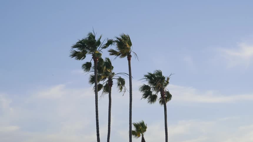 Palm trees are moving in the wind at midday