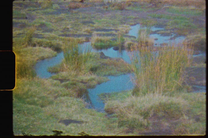 A grassy area with a pond is displayed on camera film