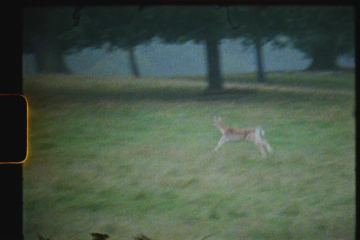 Young deer running on the grass caught on vintage film