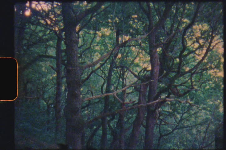 Long trees in green woods