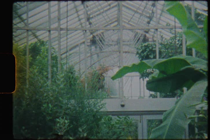 Plants growing on a large greenhouse caught on vintage film