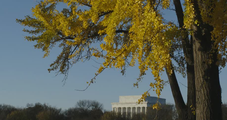 Yellow leafed tree stands with Lincoln Memorial surrounded by leafless trees in the background
