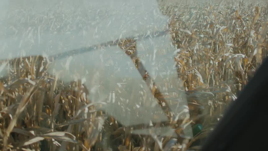 Farmer drives a combine as he harvests the corn in the field