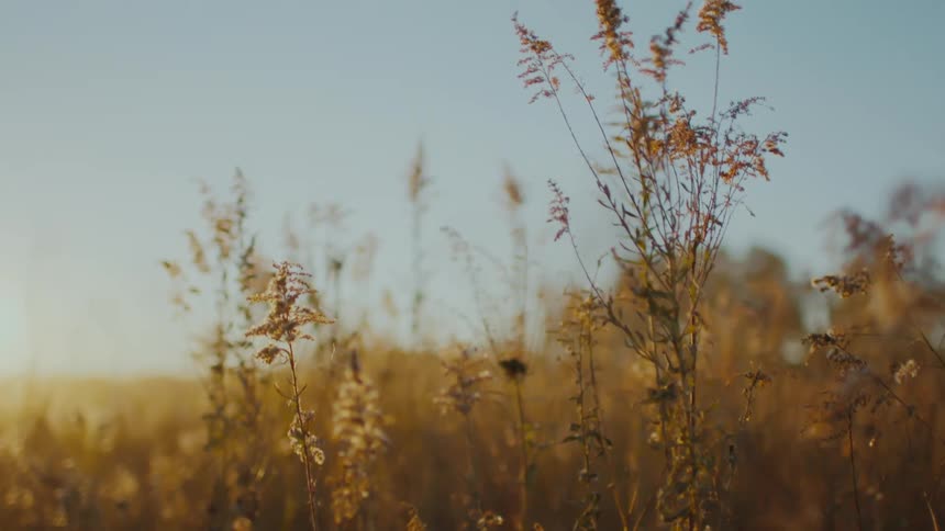 Wildflowers sway slightly in the breeze in meadow lit by sunlight