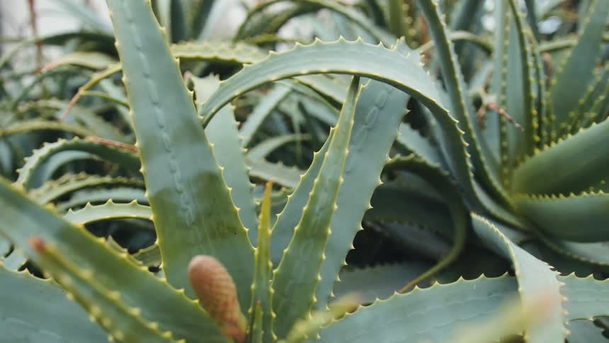 Aloe vera plants with flower buds in a garden
