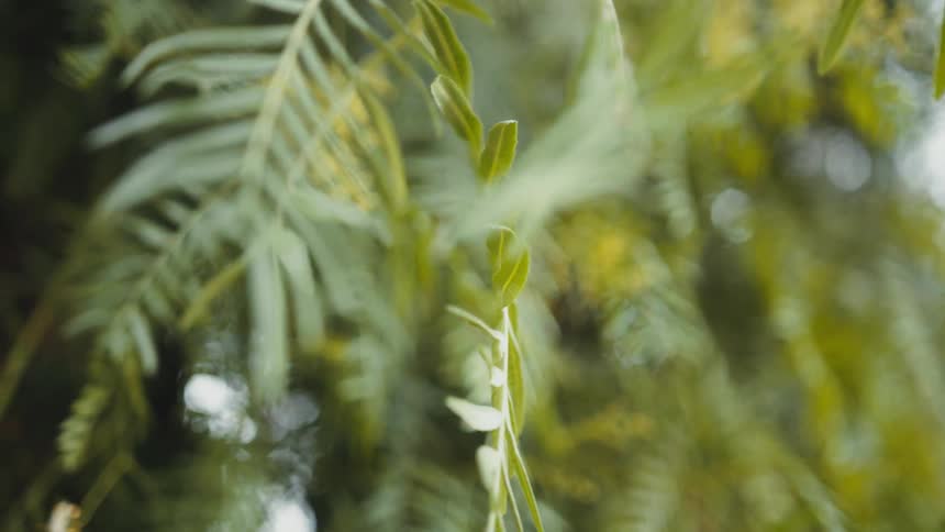 Branches of a tree with slender green leaves gently in the breeze