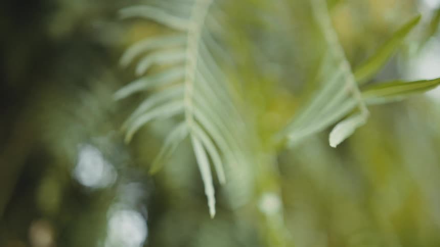 Sun is shining on the tropical leaves