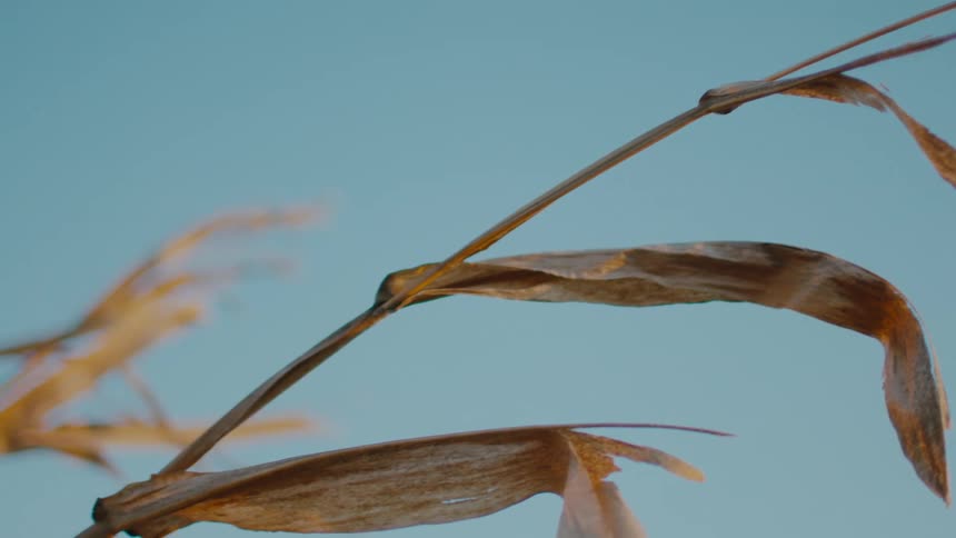 Brown of wheat shaft and leaves contrasts with the blue of the sky
