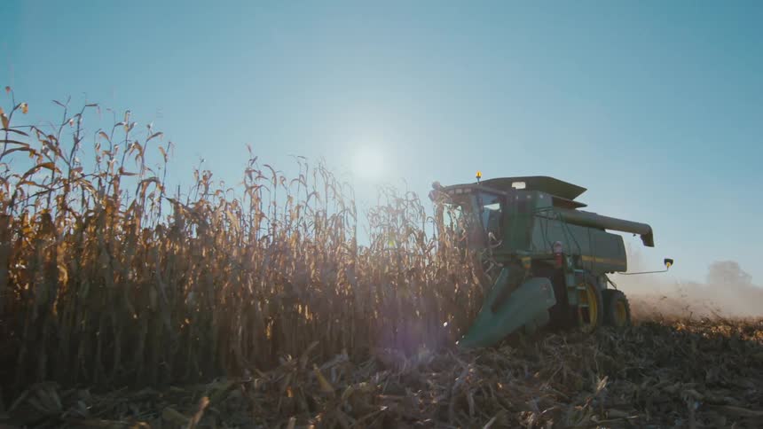 A person harvesting food from a field