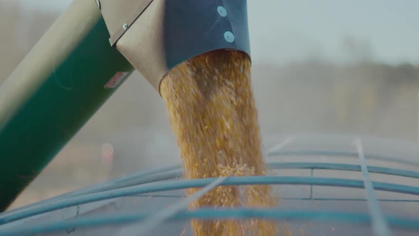 Grain is poured into the fence
