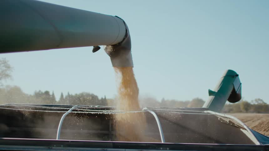 A combine is pouring corn into a grain trailer