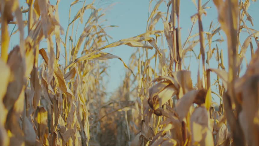 A view of a field of corn
