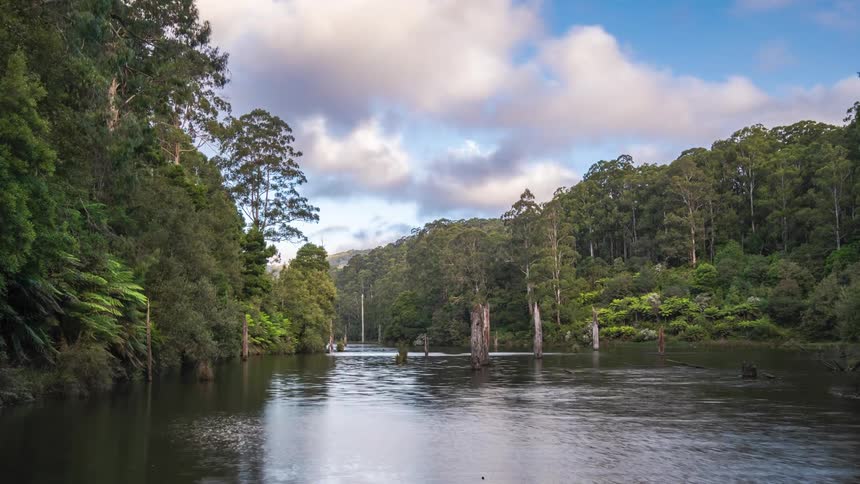 A fast moving river flows through a forest