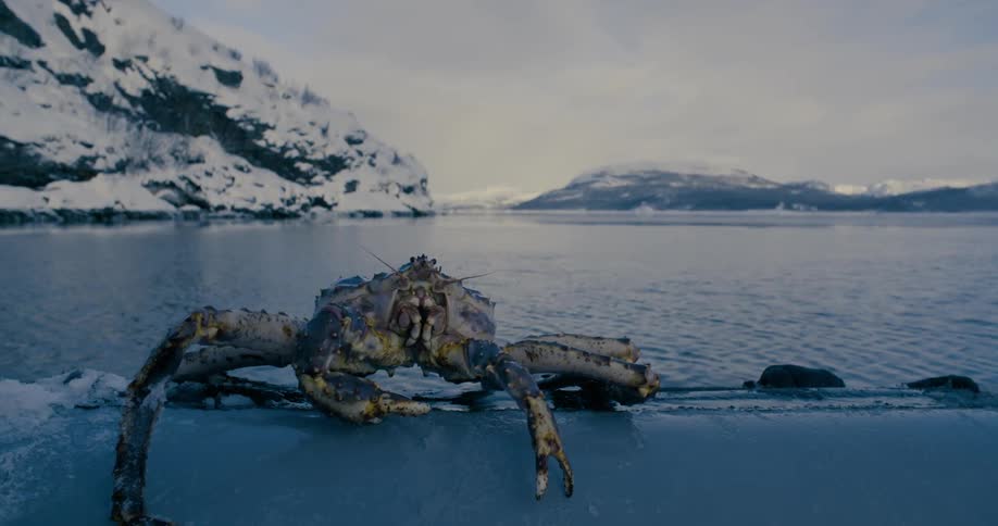 A crab jumps onto a pier near snow covered mountain