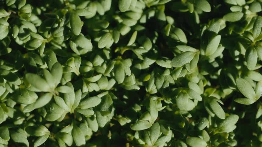 The bushes are lit with sun - Cress