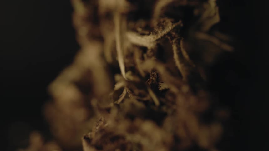 Homegrown Marijuana Cannabis Weed sits in the dark spinning