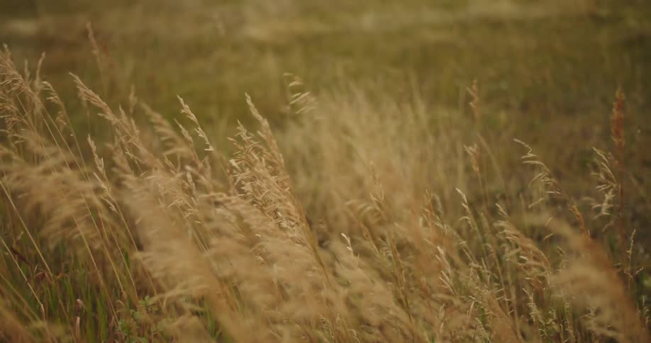 Grass stalks in field wave in the wind