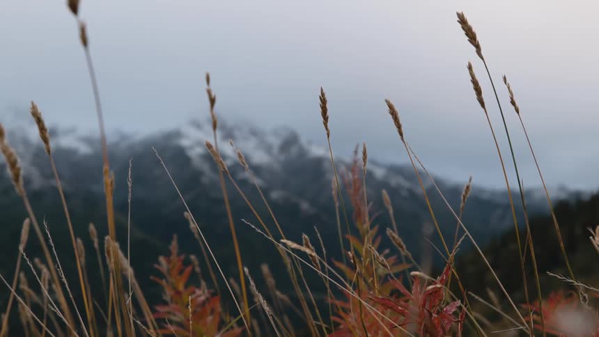 Plants move in the breeze with mountains in the distance