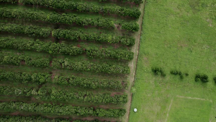 Tall crops sit in neat rows in a field