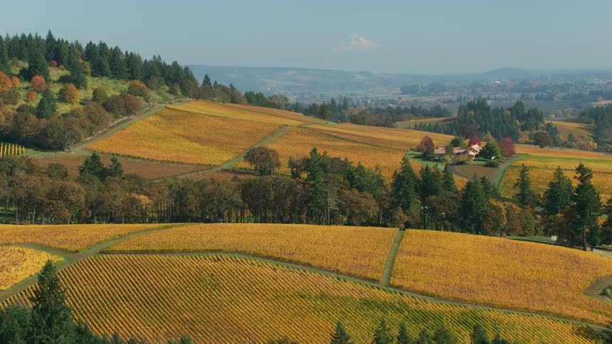 Trees with fall foliage stand around crop fields withmisty hills and fields on the horizon