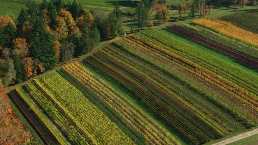 Aerial view of rows of colorful plants in farm fields in the countryside