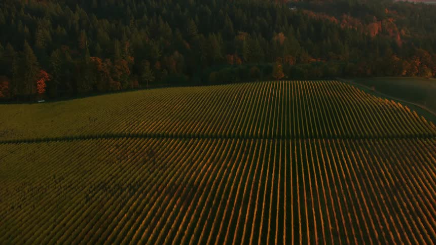 A field of crops on high ground surrounded by forests