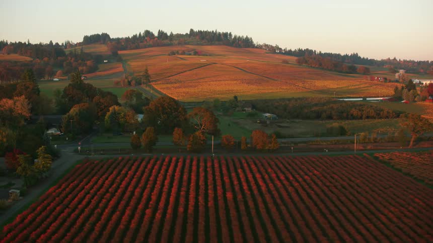 Car travels on the road past the crops and farmland