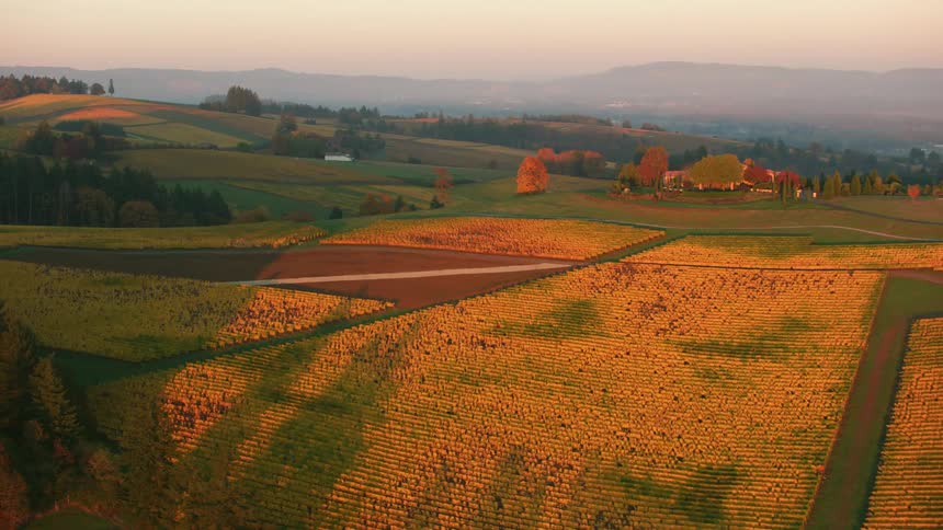 Rows of crops in a hilly countryside on a foggy day
