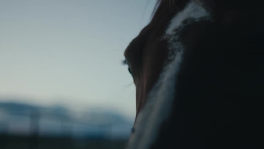 Horse with white streak down its face stands outdoors in corral