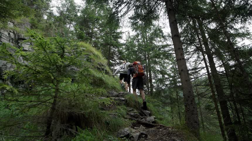 Hikers hike up steep rough incline in middle of conifer forest